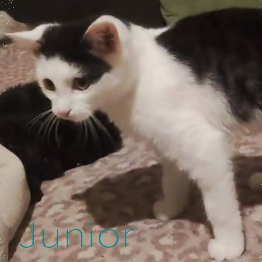 Read more about the article Junior