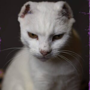 weiße Katze vor dunklem Hintergrund, keine Ohren mehr, vermutliich nach Krebs amputiert