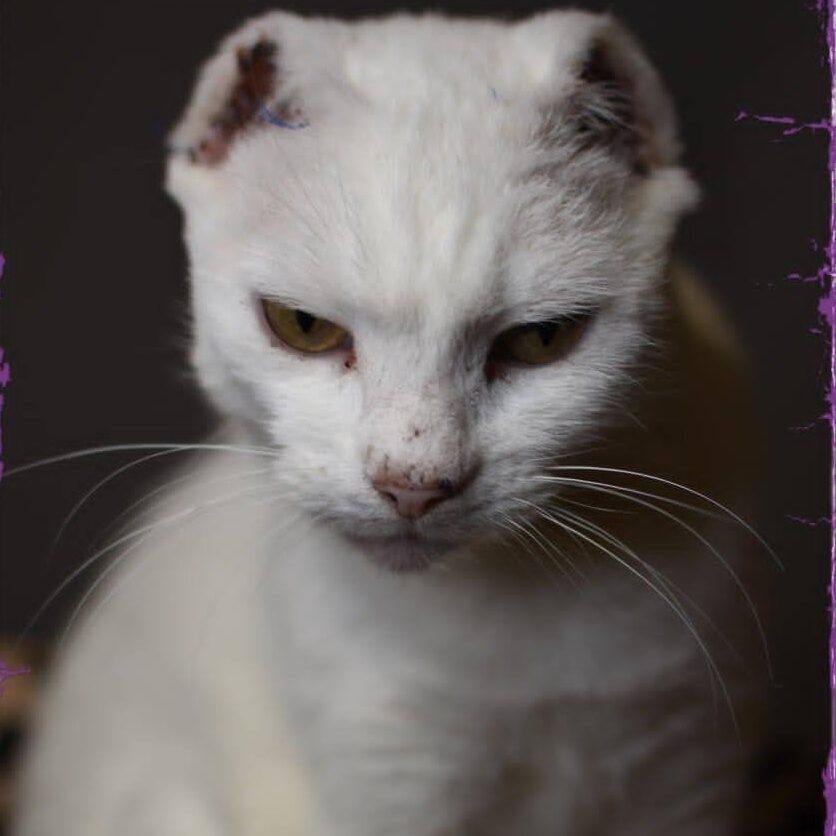 Read more about the article Schneewittchen