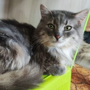 grauer, halblanghaariger Kater, liegt, Vorderpfoten entspannt eingezogen