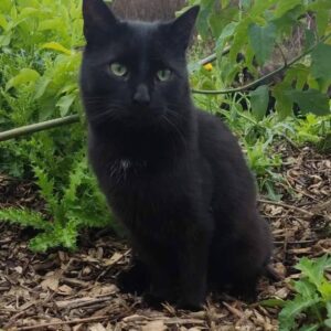 schwarze Katze, sitzt zwiischen vieleb Pflanzen