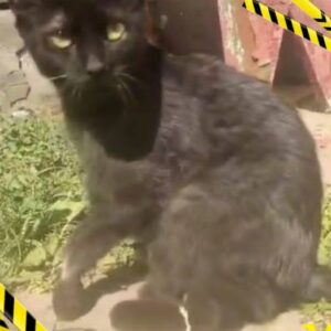 junger schwarzer Kater sitzt draußen auf Lehmboden