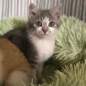 getigert-weißer Kater in einem hellgrünen Kuschelbett, Nase und Mund dreieckförmig mit getigertem Fell rundherum, darüber ein dreieckiger weißer Streifen von ca. 2cm, restlicher Kopf getigert