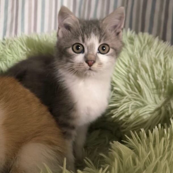 Read more about the article Loli