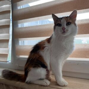 tricolor Katze, sitzt vor einem -Fenster mit Lamellen-Rolo