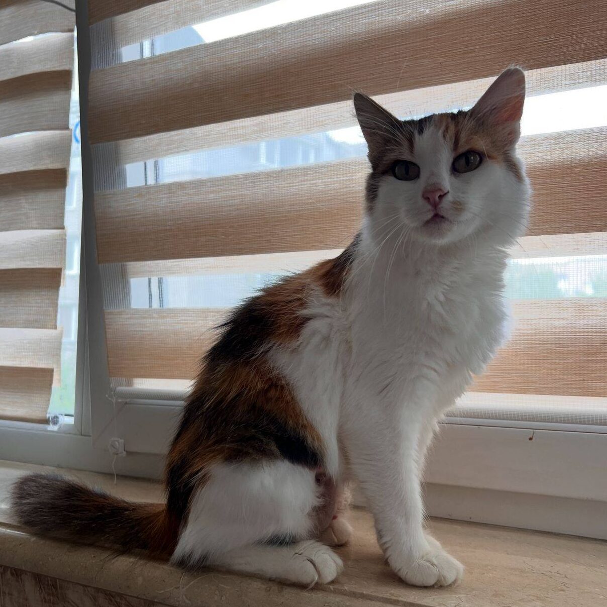 Read more about the article Roxy