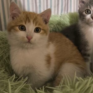 weiß-roter Kater in einem hellgrünen Kuschelbett, mit Lilo