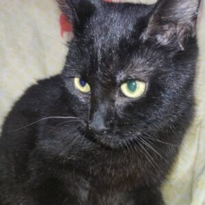 schwarzer Kater, Hintergrund undefinierbar (Wolldecke?)