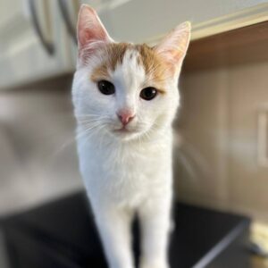 weiß-roter junger Kater, ist in der Küche auf der Anrichte