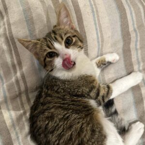 getigert weiße Katze, wirkt ziemlich klein. Zunge draußen, liegt auf dem Bett