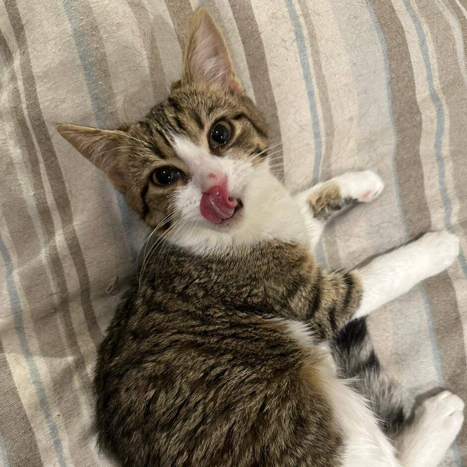 Read more about the article Kiri