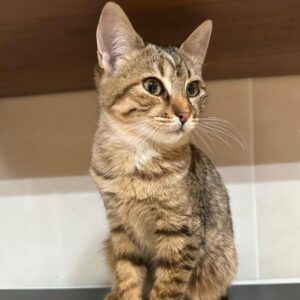 grau-braun getigerte Katze, entspannter Blick, vor braunen Fliesen (?)