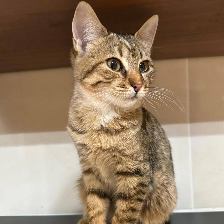 Read more about the article Lilu