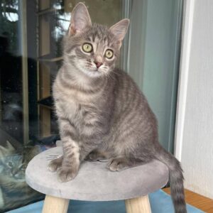 junges grau getigertes Kätzchen sitzt auf einem Hocker und schaut nach rechts