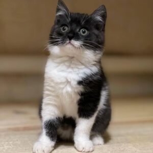 jungen schwarz weißes Kätzchen sitzt und schaut nach links oben