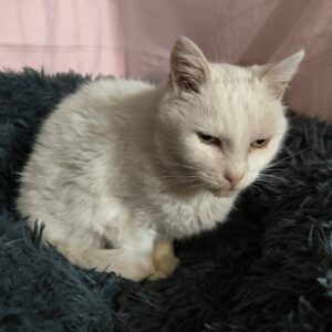 weiße Katze sitzt auf dunkelblauen Flauschkissen und schaut nach unten