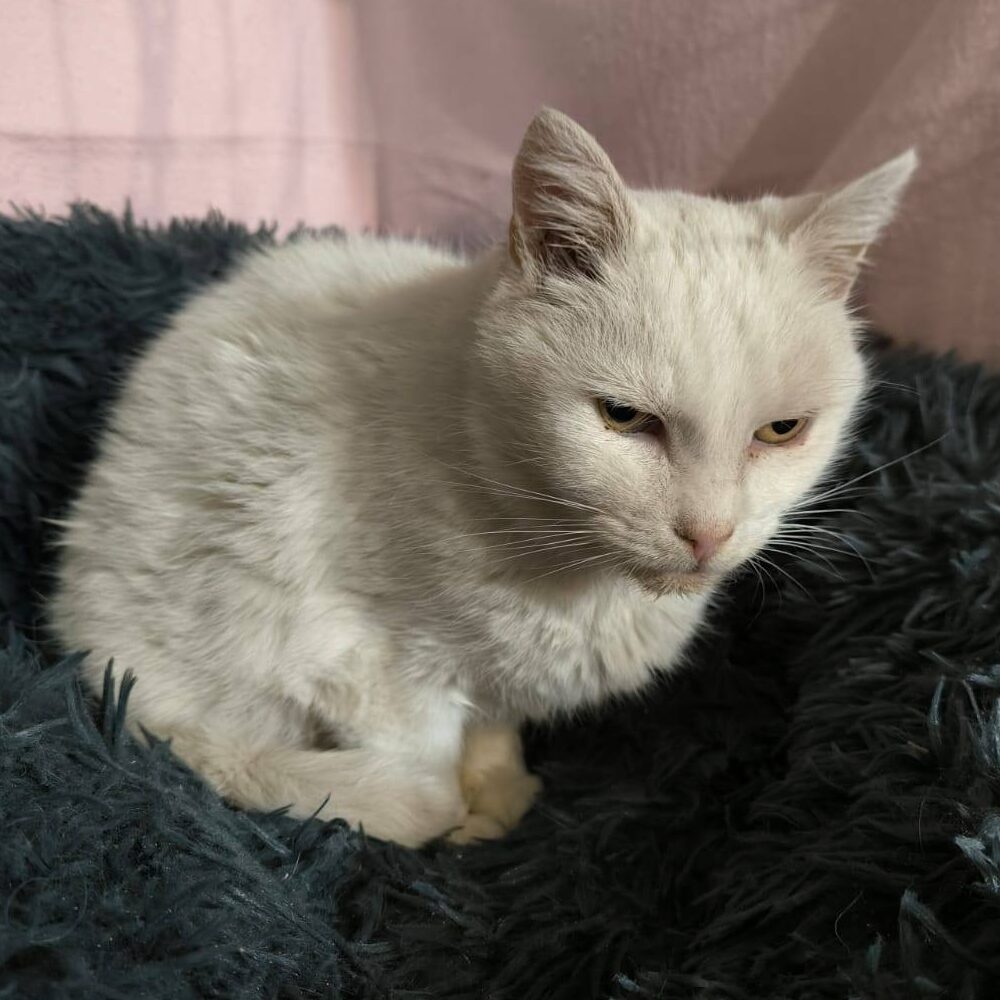 Read more about the article Bella