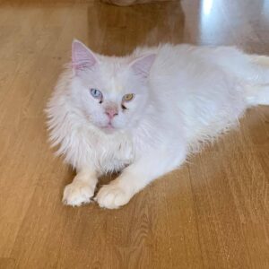 weiße Katze mit mittellangem Fell und einem blauen und einen bernsteinfarbenen Auge liegt auf Fußboden