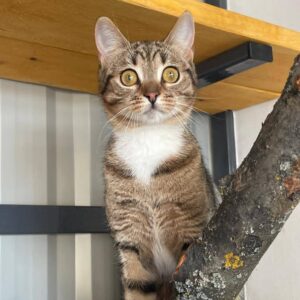 tabby mit weiß, Tigerkatze, tiger mit weiß