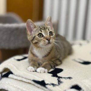 junges getigertes Kätzchen liegt auf einer Decke mit schwarzen Hirschen darauf und schaut nach rechts oben