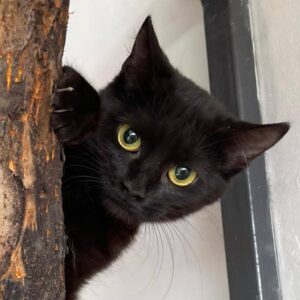 schwarze Katze sitzt in Naturkratzbaum, schwarze Katze