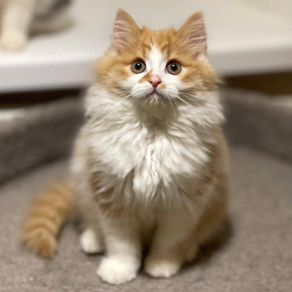 Read more about the article Flame