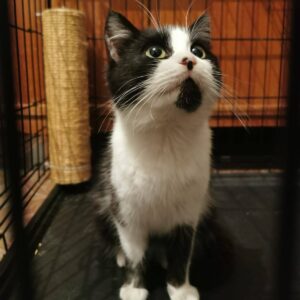 schwarz weiße Katze mit schwarzem Punkt auf der Nase und am Kinn schaut nach oben