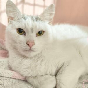 weiße Katze mit grauen Haaren auf der Stirn schaut in Kamera