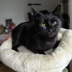 schwarze Katze mit einem trüben linken Auge liegt in beigen Kuschelkissen