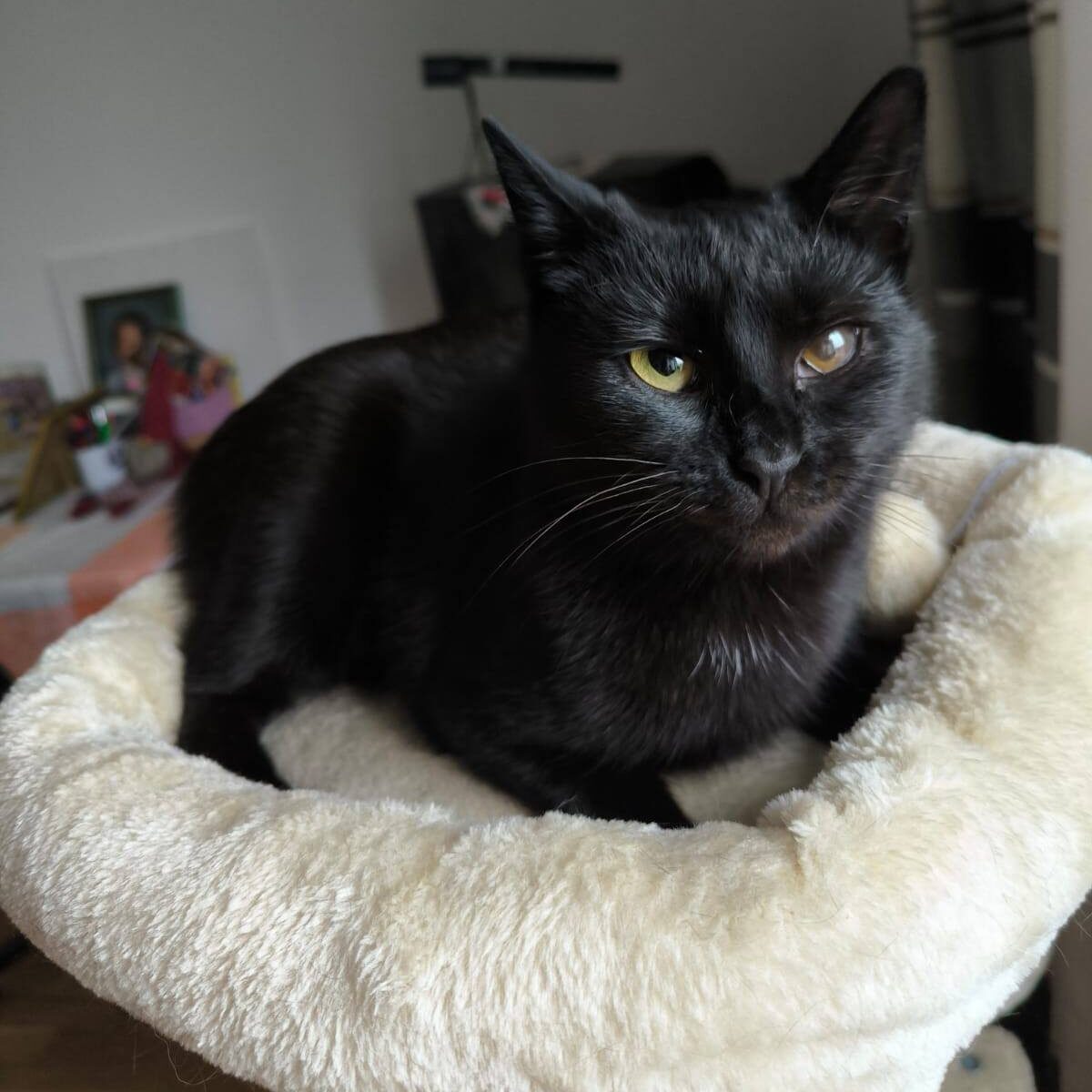 Read more about the article Nola