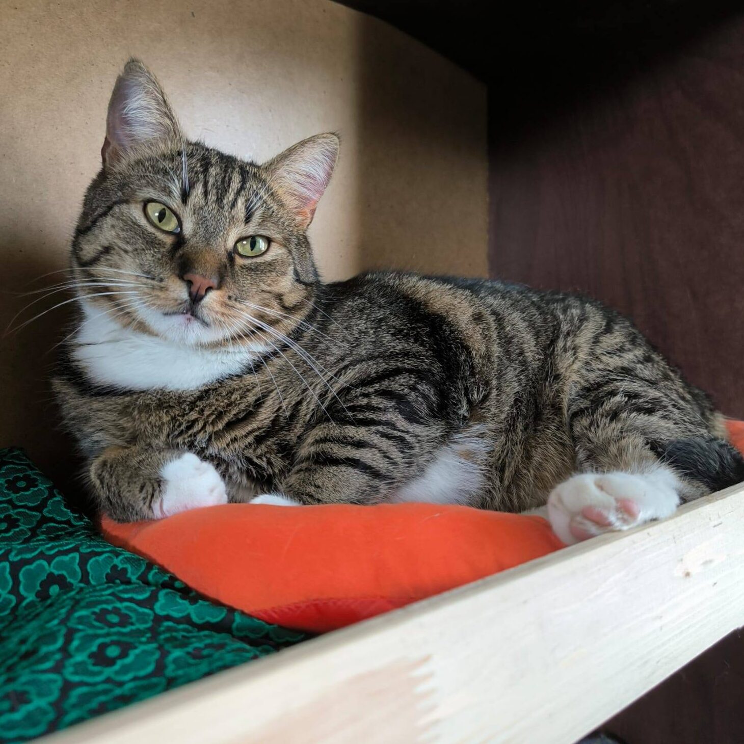 Read more about the article Rodger