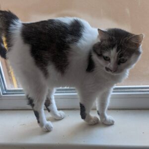 mehrfarbig getigerte Katze steht auf Fensterbrett und schaut nach unten