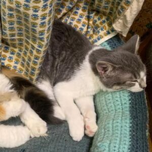 grau weiß getigerte Katze schläft mit andere Katze in einem gehäkelten Körbchen