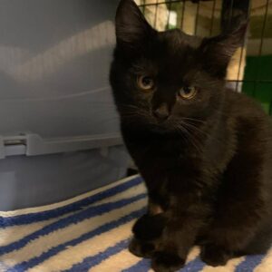 junge schwarze Katze sitzt auf gestreifter Decke