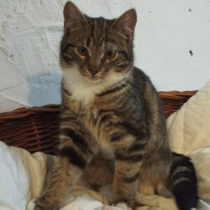 getigerte Katze mit weißem Latz sitzt vor weißer Wand und schaut in Kamera