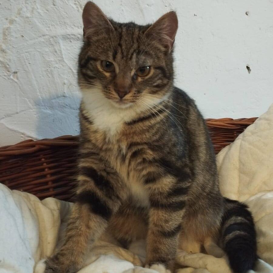 Read more about the article Yul