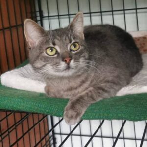 Auf Decken in einem Quarantänekäfig, steht vor einem Schrank aus Holz