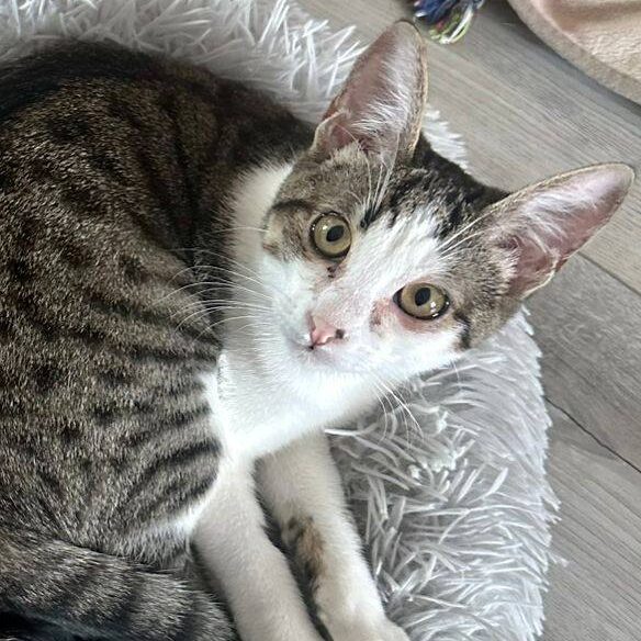 Read more about the article Nicky