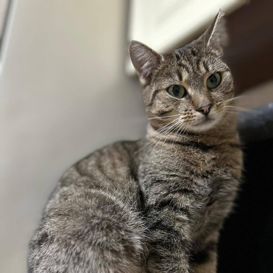 Read more about the article Schania