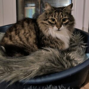 getigert-weiße Katze, halblanghaarig?, liegt in einem Katzenbett