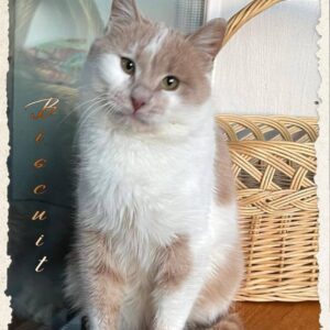 junger Kater mit ziemlich typischer Kater-Knubbelschnute, weiß-rot, oder eher crèmefarben