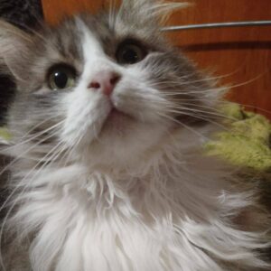 grau-weißer, halblanghaariger Kater, weißer Latz, weiße Kinn und Nase, sonst viel Grau