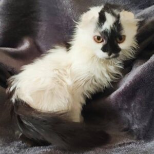 weiß-schwarze, halblanghaarige Katze vor grauem Hintergrund, keine sichtbaren Ohren