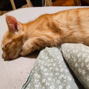 roter junger Kater, schlafend