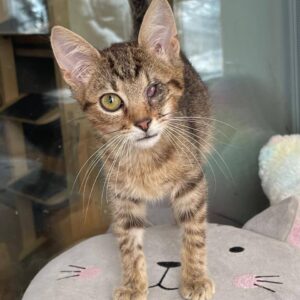 junger getigerter Kater, einäugig