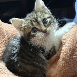 getigert-weiße junge Katze, sitzt in der Falte einer Wolldecke