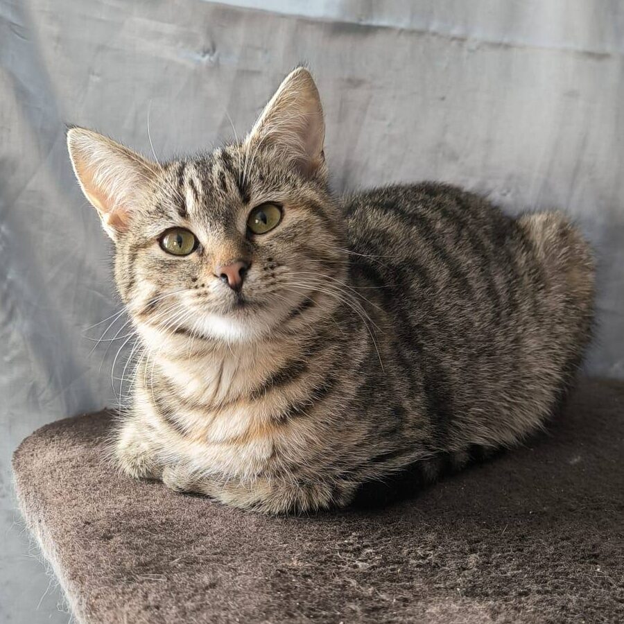 Read more about the article Abra