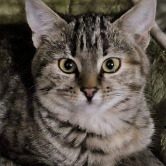 Read more about the article Abra