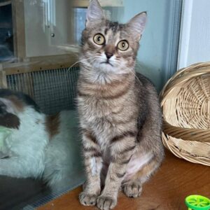 grau braun getigerte Kurzhaarkatze sitzt auf Brett und schaut nach oben