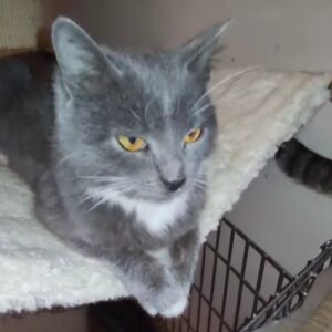 hellgraue Katze mit weißer Brust liegt auf Kratzbaum